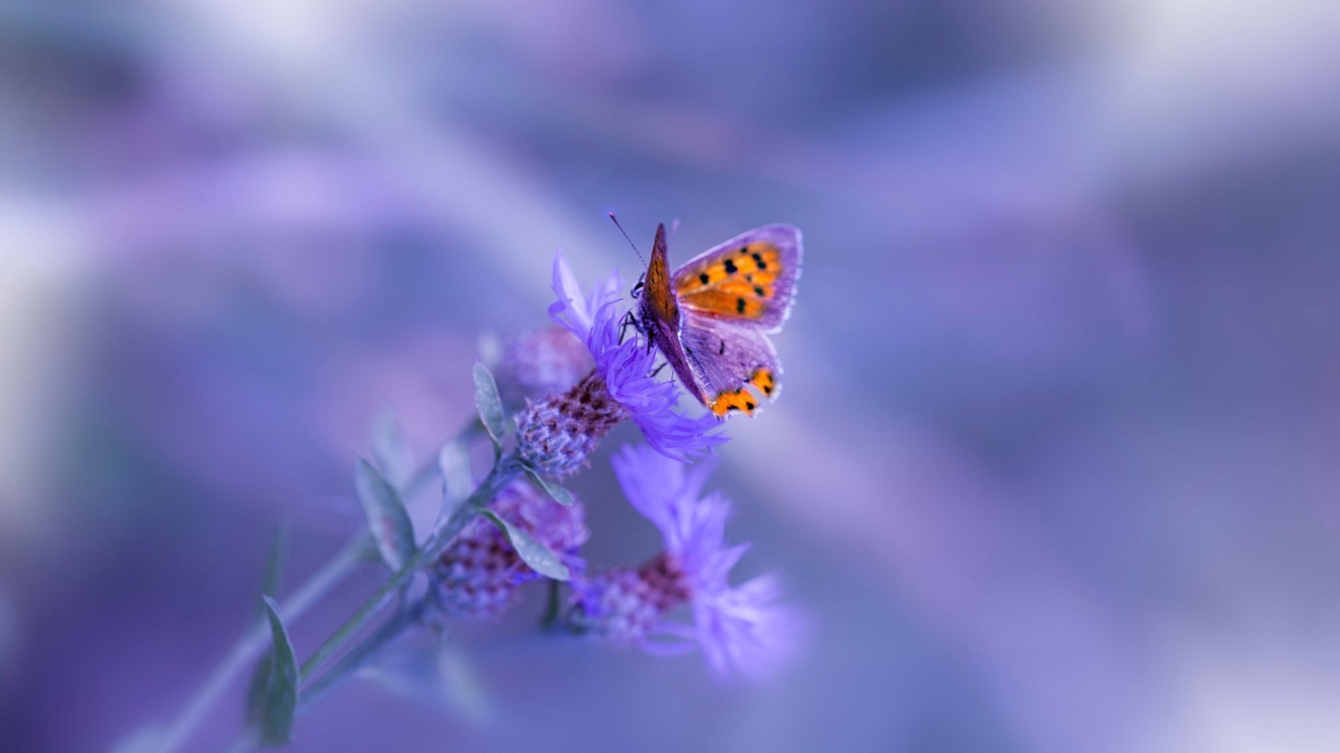 开云官方网站-“青少年足球联赛创新赛制，比赛更公平更精彩”，青少年足球大赛