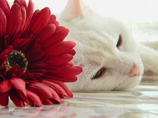 开云入口-传奇“单挑”大战：欧冠赛场上的“一对一”传奇战役，传奇联赛锦标赛