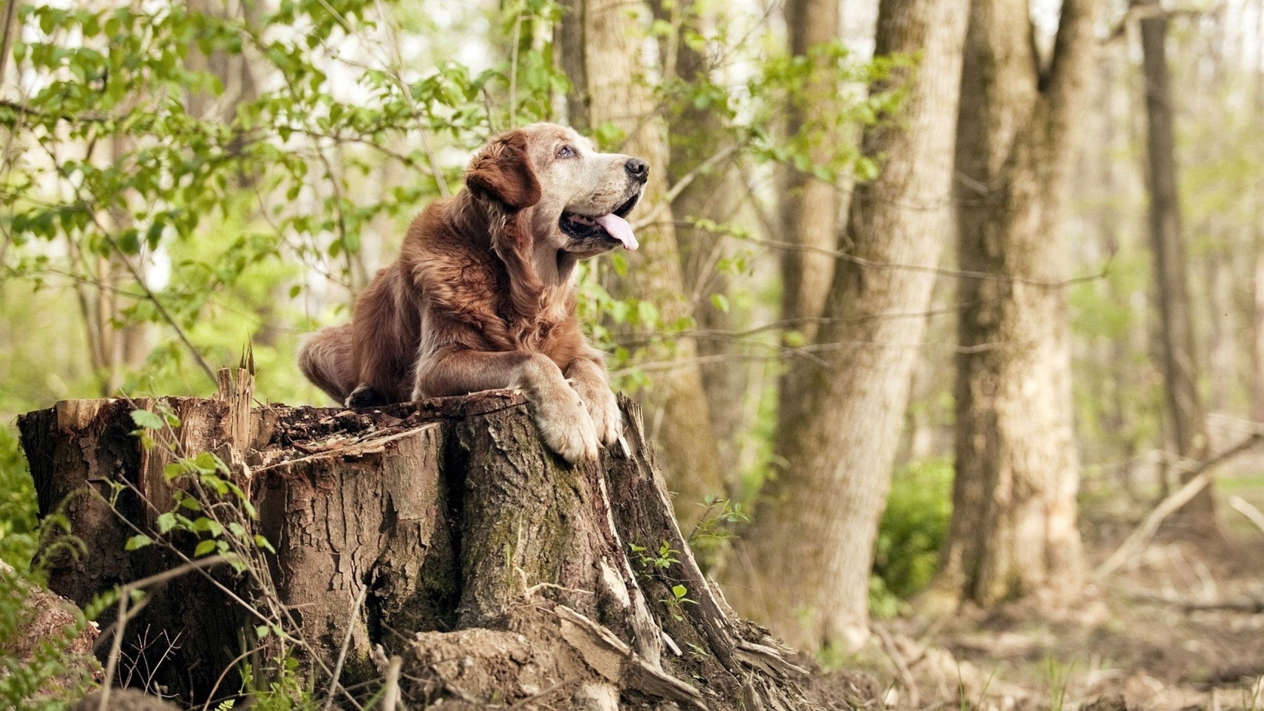 Team Liquid启用新辅助,teams辅助字幕在哪里