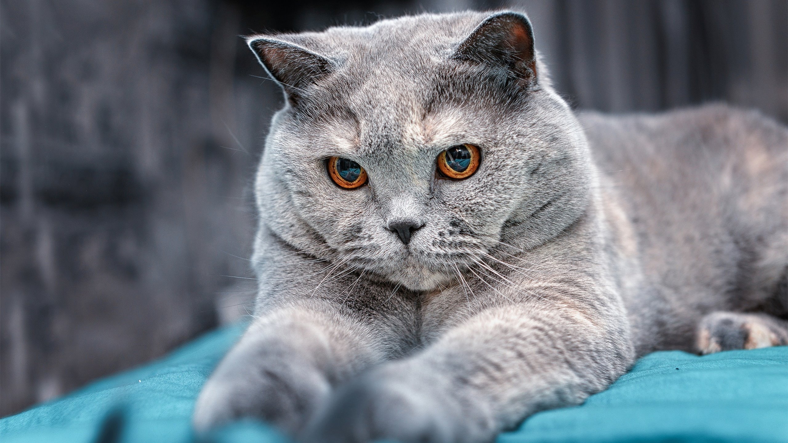 Kaiyun官方登录入口-PSG.LGD教练组调整计划公布，psg的教练