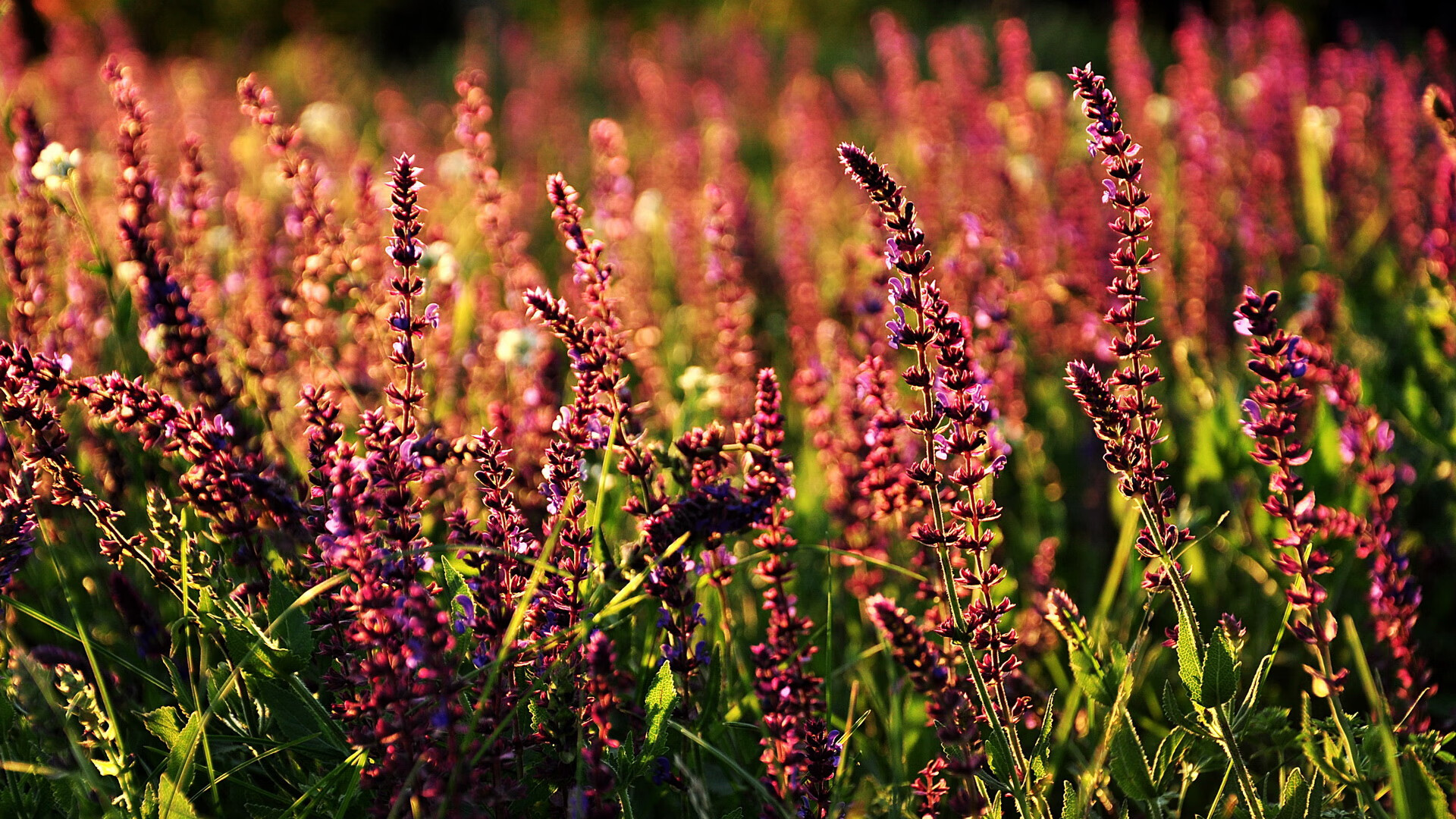 公牛队主教练战术调整 胜率有望提升,公牛队主教练战术调整 胜率有望提升吗