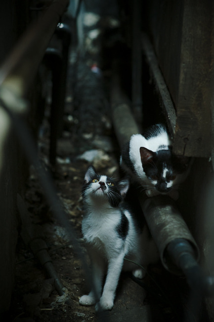 kaiyun登录入口-卫冕冠军遭遇困境，如何突破对手防线？，卫冕冠军是怎么回事