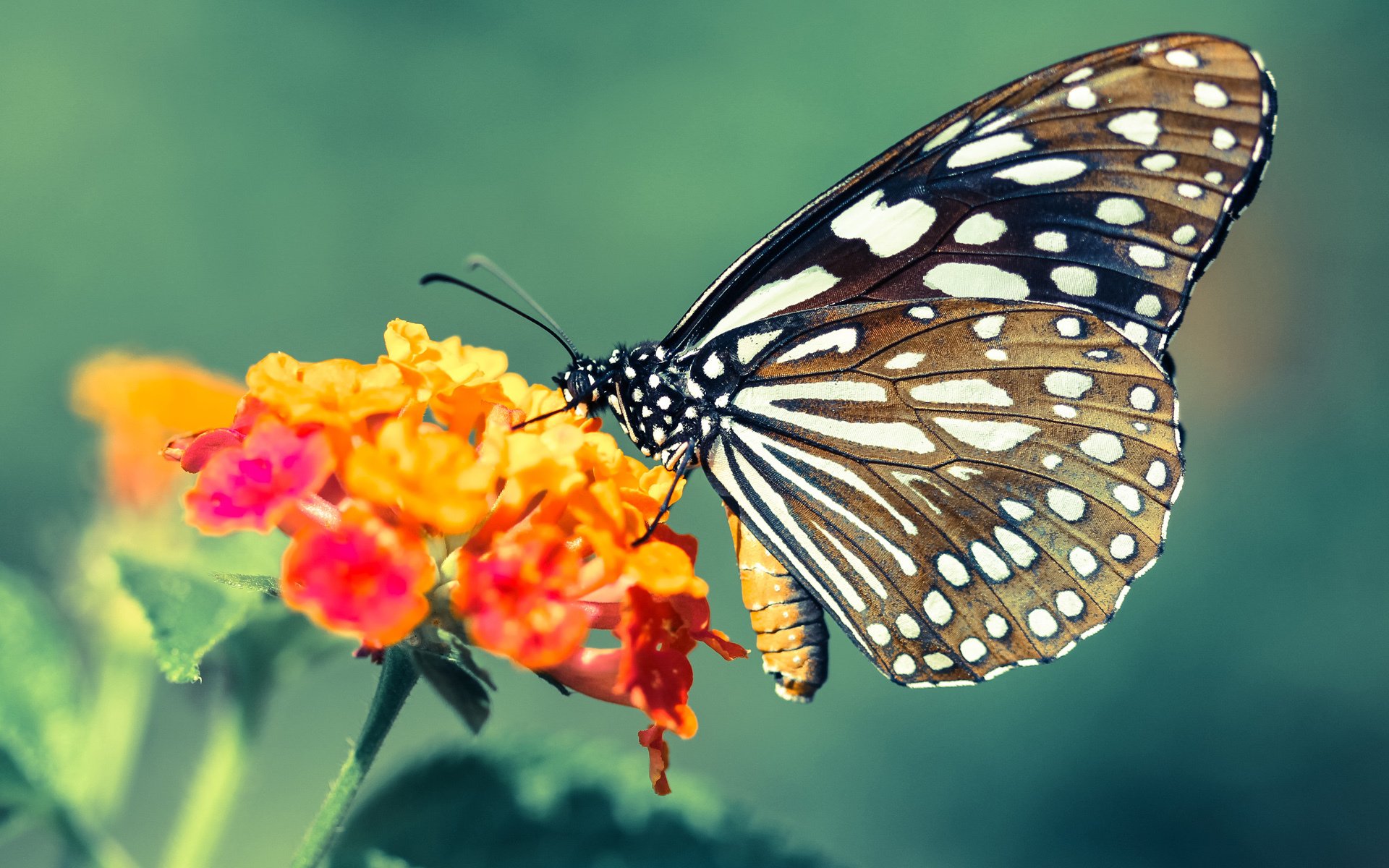 女足世界杯即将开幕,女足进世界杯