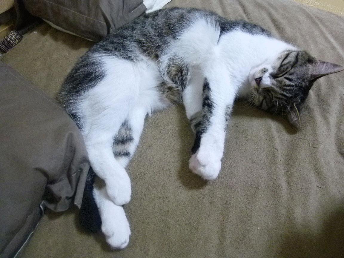 开云官方-水原三星主场力克劲敌，水原三星首发阵容