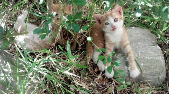 开云·Kaiyun网页版-热刺主场逼平阿森纳，争夺欧冠席位，热刺对战阿森纳