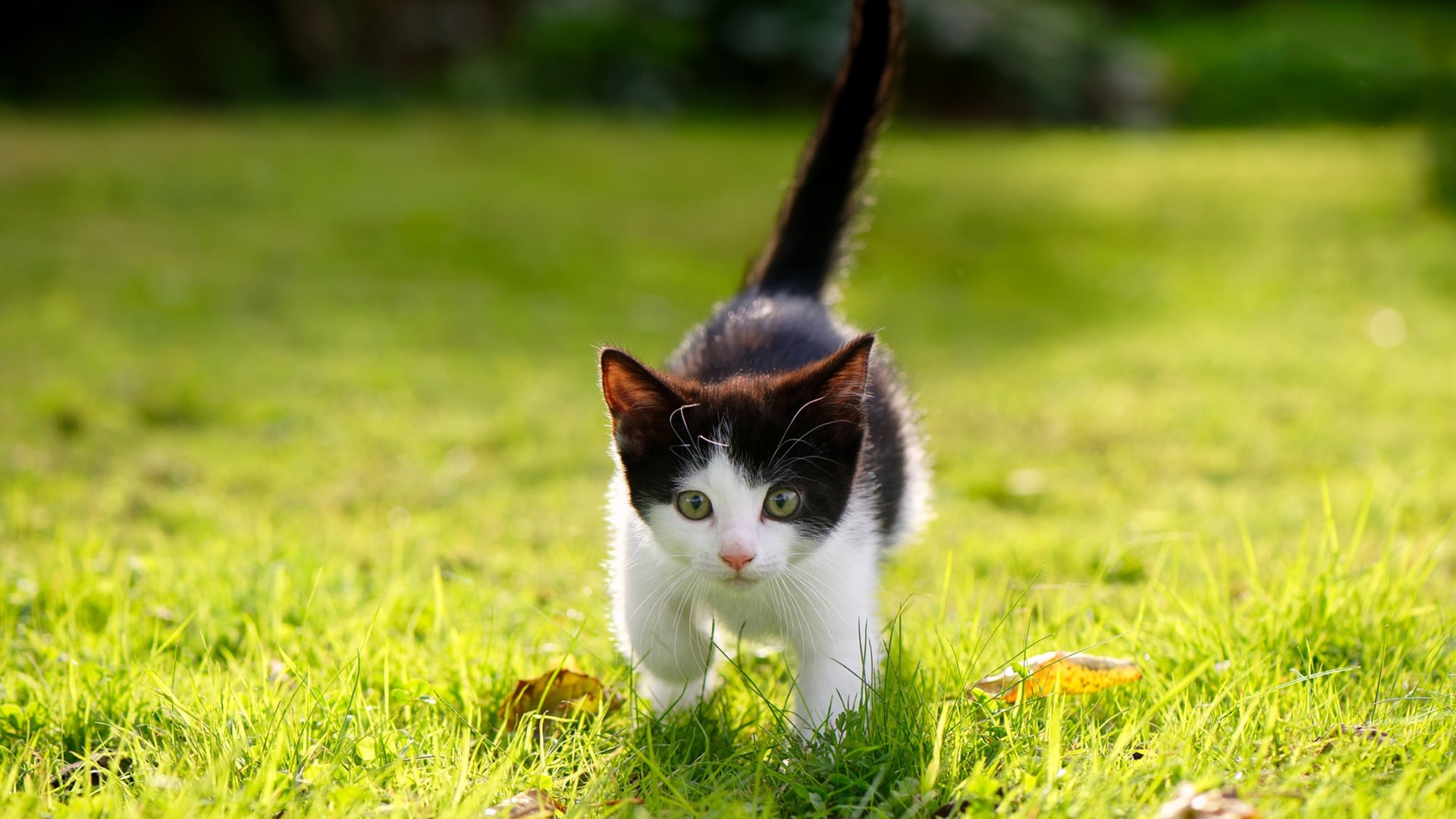 开云网站-电竞城市构建电竞产业创新生态圈，电竞产业链构建