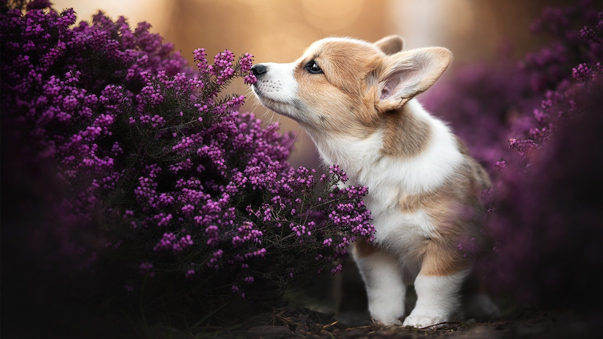 开云网页版-维罗纳不敌桑普多利亚，遭遇连败，维罗纳ds