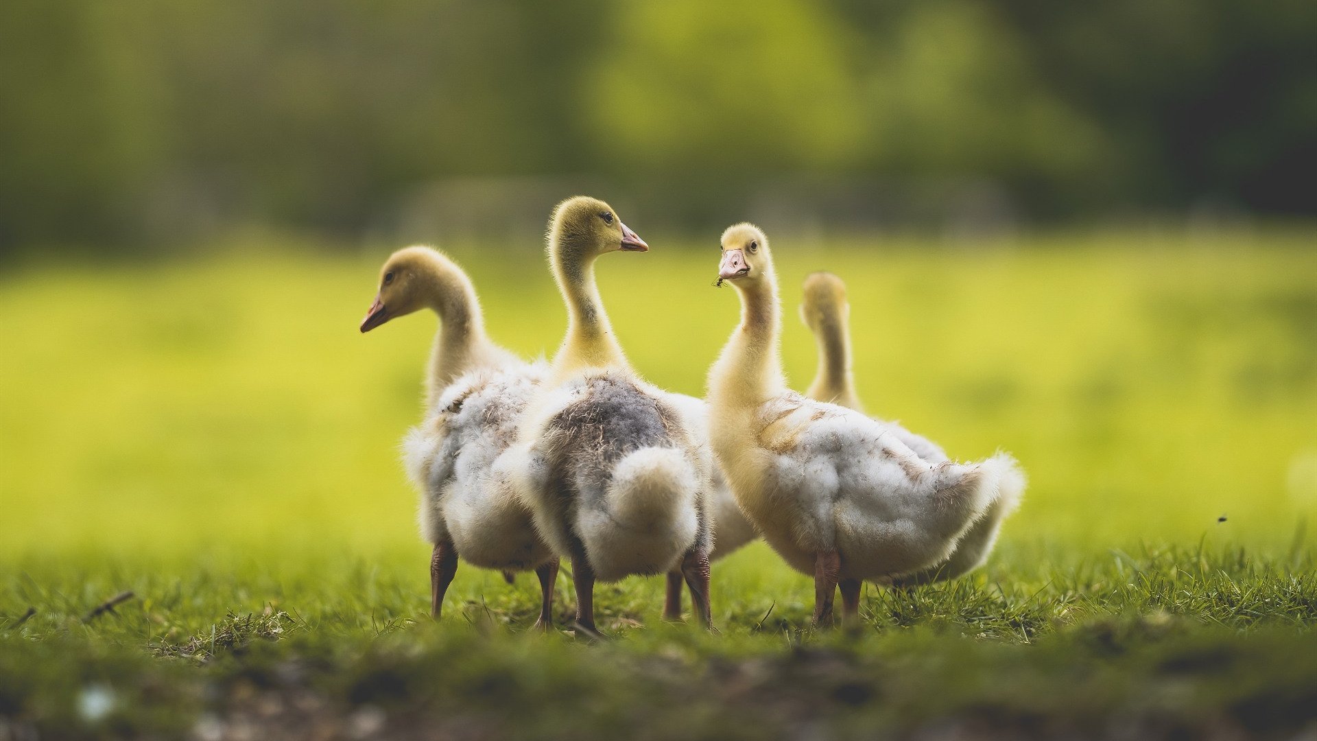 西班牙队进入国安决赛:战胜英格兰展现实力,西班牙国家队赛事记录