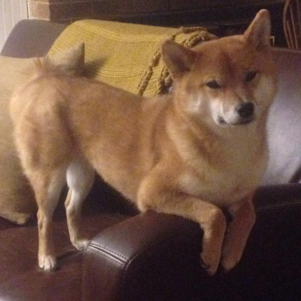 世界青少年足球锦标赛中国青年队逆转晋级,国际足联世界青年足球锦标赛