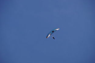 开云入口-全国青少年水上滑翔锦标赛天津盛大开幕，水上滑翔机价格