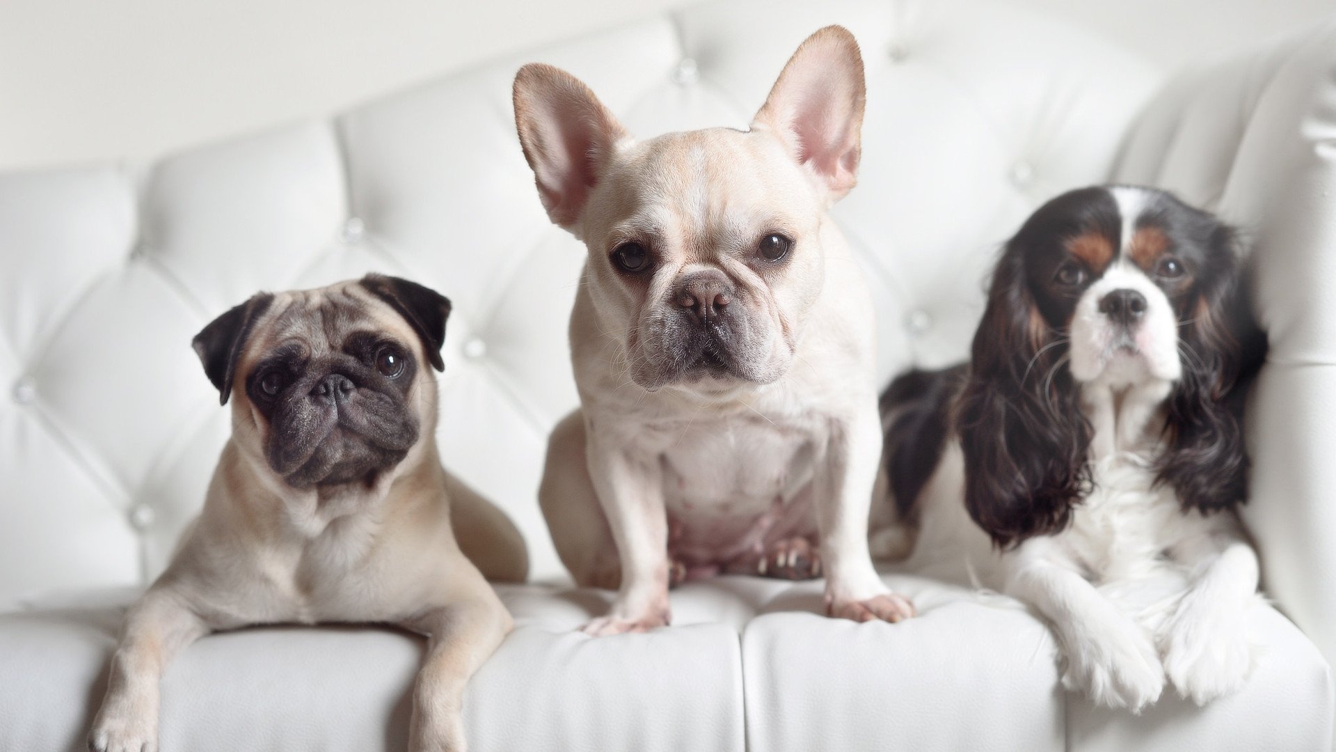 “马丁·高尔西的硬朗防守,推动阿根廷美洲狮队成为冠军有力竞争者”